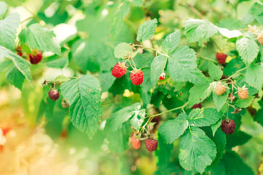 Ripe raspberries in the natural environment. Raspberry bush in summer.	