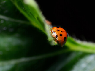 Small world of ladybug