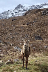 Glen Torridon Spidean a' Choire Lèith (Liathach) deer scotland highlands munros