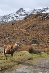 Glen Torridon Spidean a' Choire Lèith (Liathach) deer scotland highlands munros