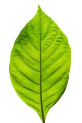 Fototapeta premium close up leaf texture in sunlight on white background