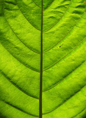 Fototapeta na wymiar close up leaf texture in sunlight