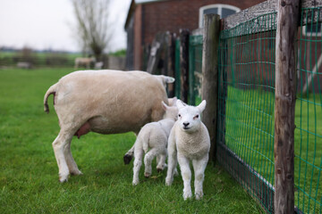 Obraz premium Beautiful sheep with cute lambs near fence in farmyard