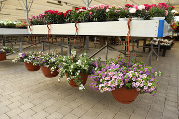 Different beautiful blooming potted plants in garden center