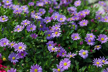 Obraz premium Beautiful blooming rock daisy plants as background, closeup