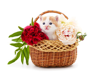 Little kitten in the basket with peonies.