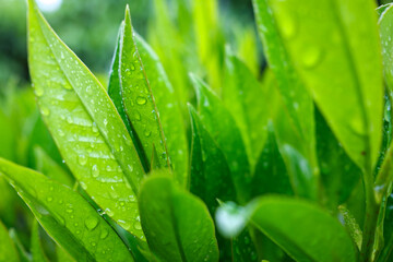 Shrub with green leaves in drops after rain, on a blurred background of greenery. Close-up.