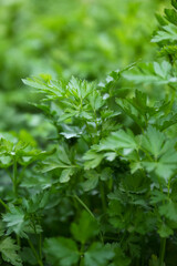 Fototapeta premium Fresh green parsley as background, closeup view