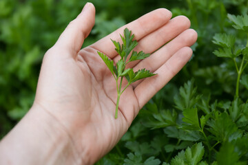 Woman holding fresh green parsley outdoors, closeup
