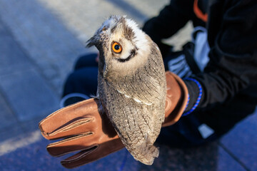 Beautiful pet owl perched on leather glove outdoors