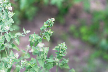 Inflorescence of small white flowers Melissa officinalis in the garden on a green background	