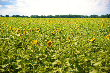 Fototapeta na wymiar sunflower field. green plants. agricultural concept. Ukraine