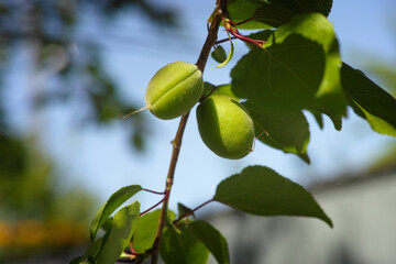 Two unripe apricots on an apricot tree branch
