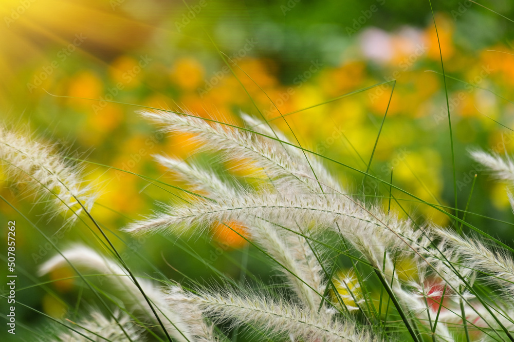 Poster flowers, grass, insects and sunlight