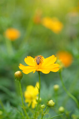 flowers, grass, insects and sunlight