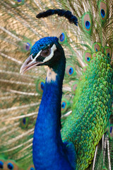 Naklejka premium Patterns and colors of peacock feathers
