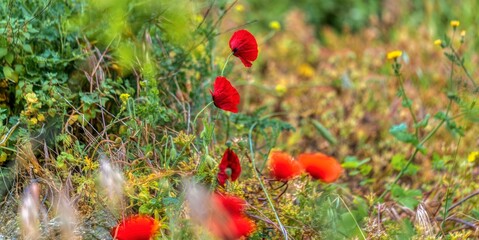 poppies in the field near Erice Sicily