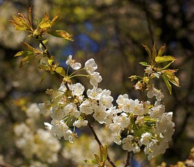 Wiosenne kwitnienie drzew - obrazy, fototapety, plakaty