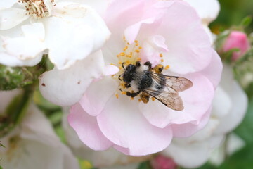 Bee closeup in the flower, macro, selective focus, nature defocused background. Detail of honeybee sitting on the flower. Honey bee collecting pollen from flower blossom.