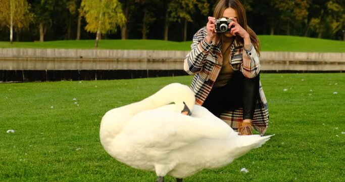 attractive young woman talking pictures outdoors. a beautiful white swan eats grass in a city park, in the background a girl with a camera takes a photo. blogger photographer taking photo with camera