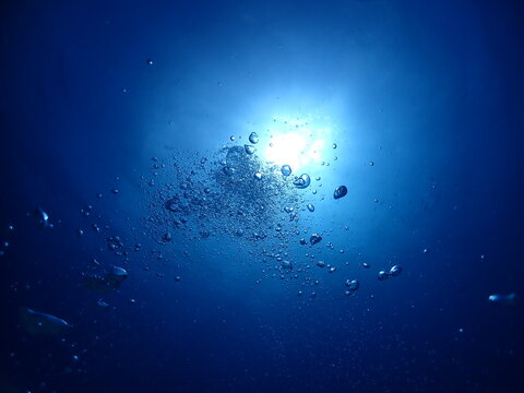 石垣島ダイビング・海底より海面を臨む