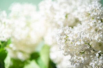 White lilac flowers on spring blossom green background