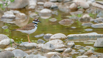 Killdeer