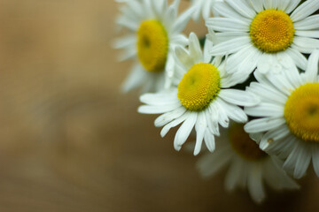 Daisy chamomile flowers on wooden background. View with copy space