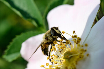 insect feeding up inside the Dog Rose bloom.