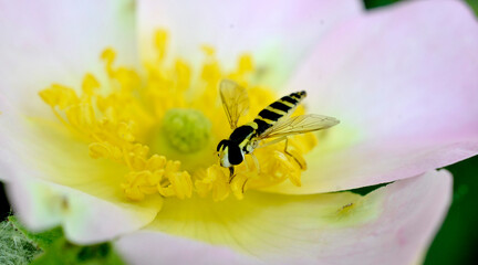 insect feeding up inside the Dog Rose bloom.