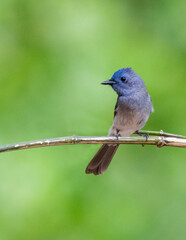 Black naped monarch Bird Photo