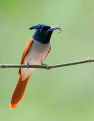 Indian paradise flycatcher Female bird