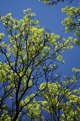 The crown of a tree against the background of the blue May sky. Ash tree leaves in the bright light of the sun