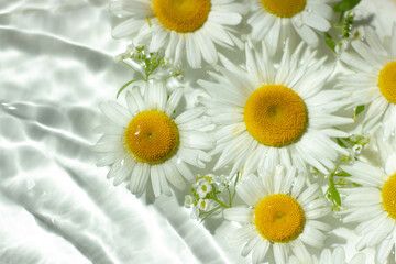 Chamomile flowers on a background of wight water. Top view, flat lay.