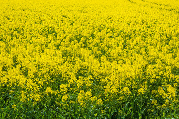 Flowering rapeseed in sunlight