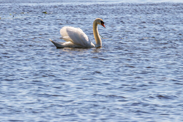 Mute swan in a lake