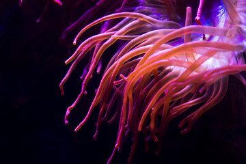 beadle anemone -  is a common sea anemone found on rocky shores around all coasts of the British...