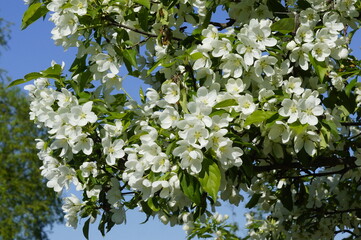 blossoming tree