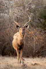 Wild male Sambar deer or rusa unicolor close up or portrait with long antlers head on in dry hot summer season safari at ranthambore national park forest reserve rajasthan india asia
