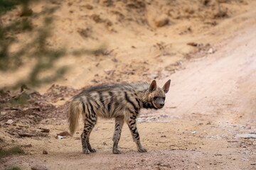 Naklejka na ściany i meble Striped hyena side profile with eye contact on safari track blocking road during outdoor jungle safari in forest of gujrat india asia - hyaena hyaena