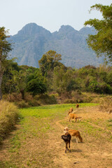 A beautiful panoramic view of Vang Vieng city in Laos.