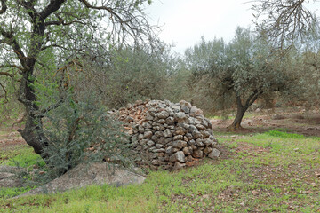 Moorish ruins in an olive tree orchard near Comares, Andalucia, Spain