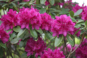 Purple rhododendron bush in flower.