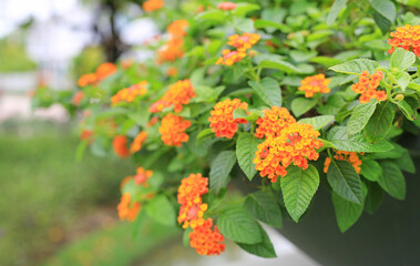 Blooming Orange Lantana Camara. Beautiful of small flowers in the garden