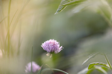 Purple Chives Plant in Tranquil Garden during Spring. Beautiful Dreamy Flower Allium Schoenoprasum.