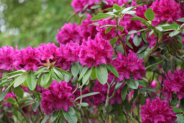 Purple rhododendron bush in flower.