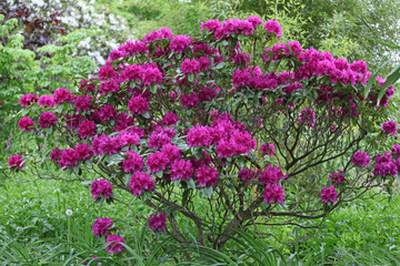 Purple rhododendron bush in flower.