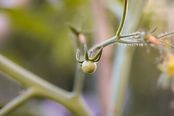 Green Growing Tomato in the Spring Garden. Unripe Solanum Lycopersicum. Freshness, Growth, Cultivation.