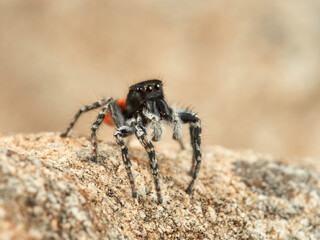 Red-bellied Jumping Spider. Philaeus chrysops.