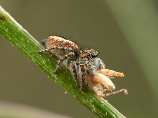 Red-bellied Jumping Spider. Philaeus chrysops.